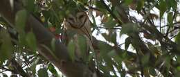 Image of barn owls, masked owls, and bay owls