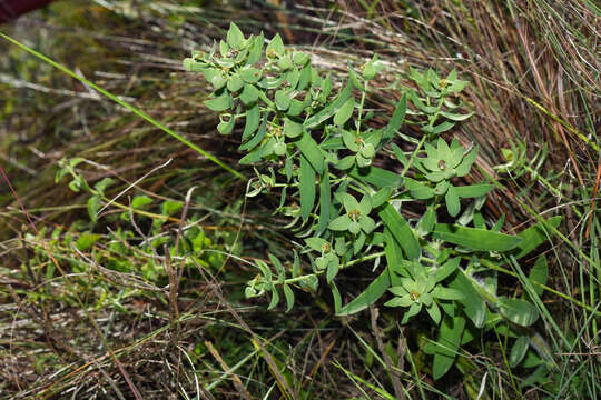 Image of Euphorbia papillosa A. St.-Hil.