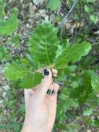 Image of Oregon white oak