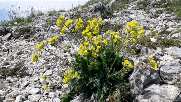 Sivun Brassica gravinae Ten. kuva