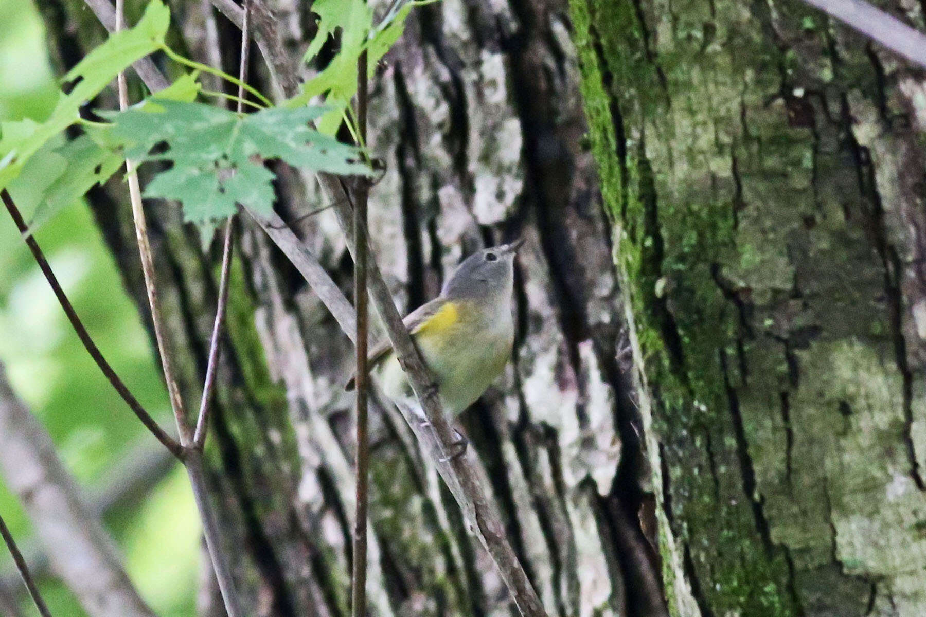 Image of American Redstart