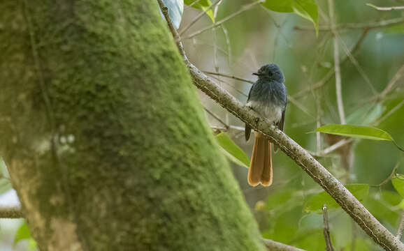 Image of Visayan Fantail