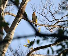 Image of Eastern White-bellied Parrot