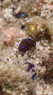 Image of Chelidonura alisonae Gosliner 2011