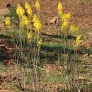 Image of Bulbine alooides (L.) Willd.