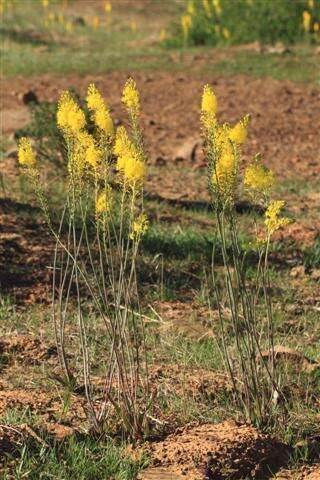 Image of Bulbine alooides (L.) Willd.