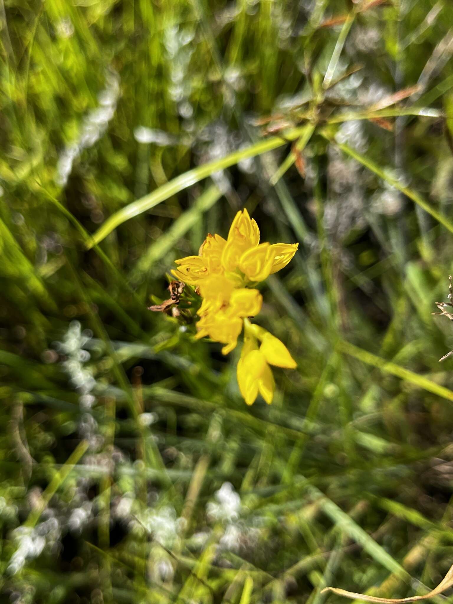 Image of Schizochilus zeyheri Sond.