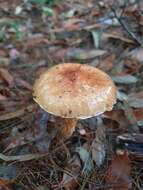 Image of Austroboletus lacunosus (Kuntze) T. W. May & A. E. Wood 1995