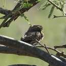 Image of Glaucidium brasilianum cactorum Van Rossem 1937