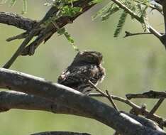 Image of Glaucidium brasilianum cactorum Van Rossem 1937