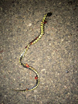 Image of Desert Kingsnake