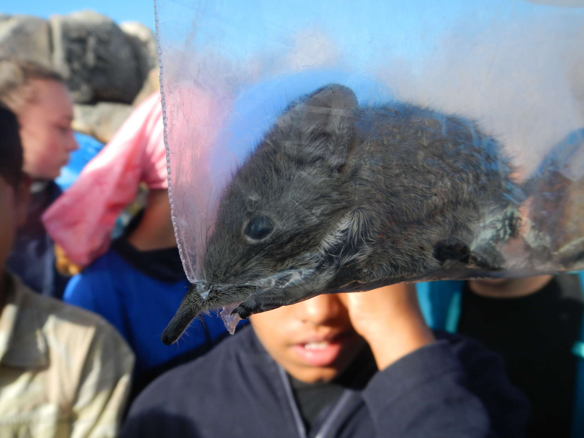 Image of Cape Elephant Shrew