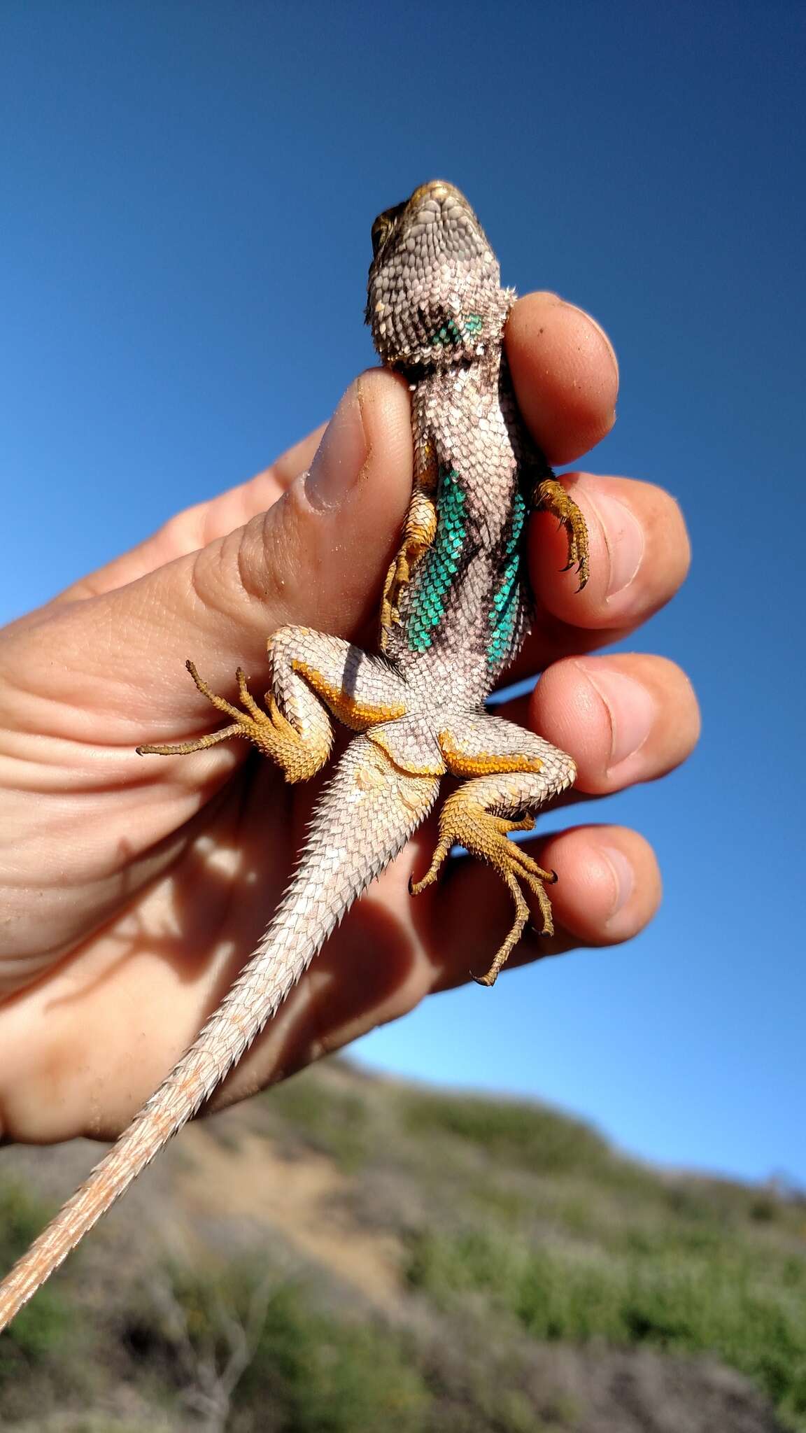 Sceloporus occidentalis longipes Baird 1858 resmi