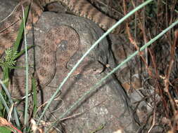 Image of Tiger Rattlesnake