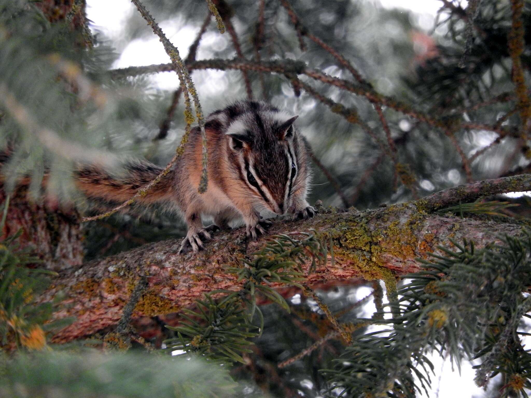 Image of red-tailed chipmunk