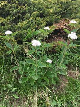 Image of Valeriana montana L.