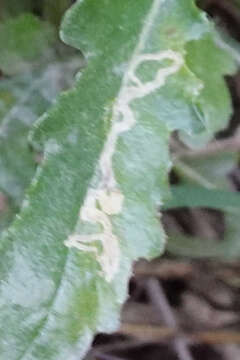 صورة Stigmella ogygia (Meyrick 1889) Dugdale 1988