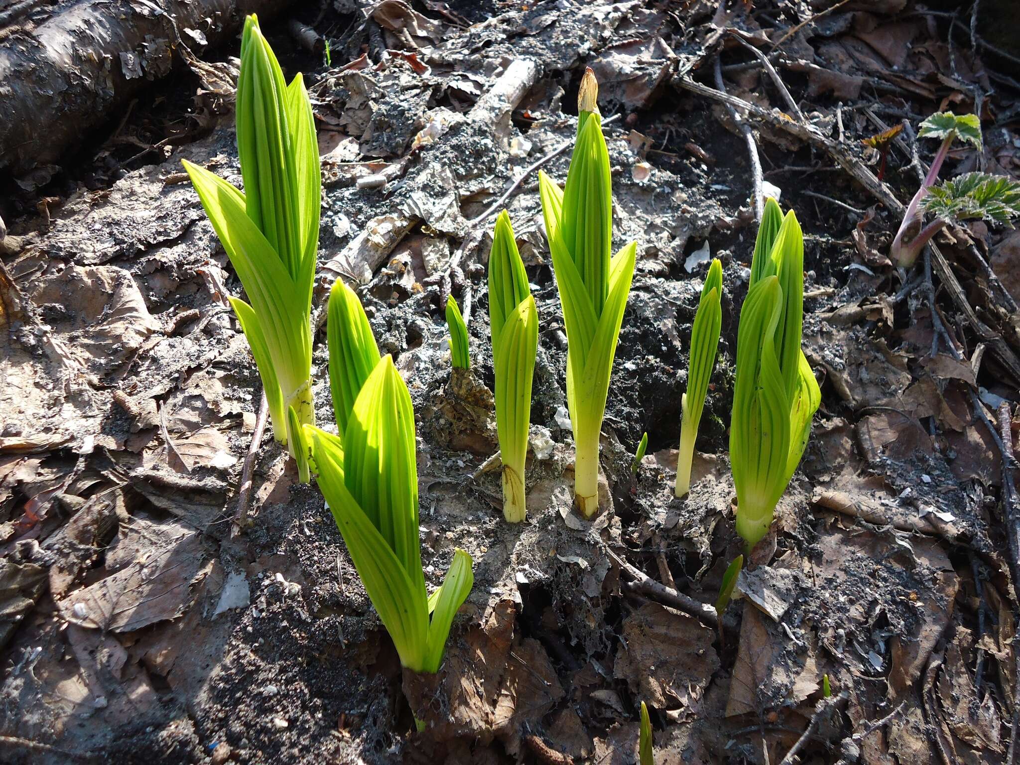 Image of white false hellebore