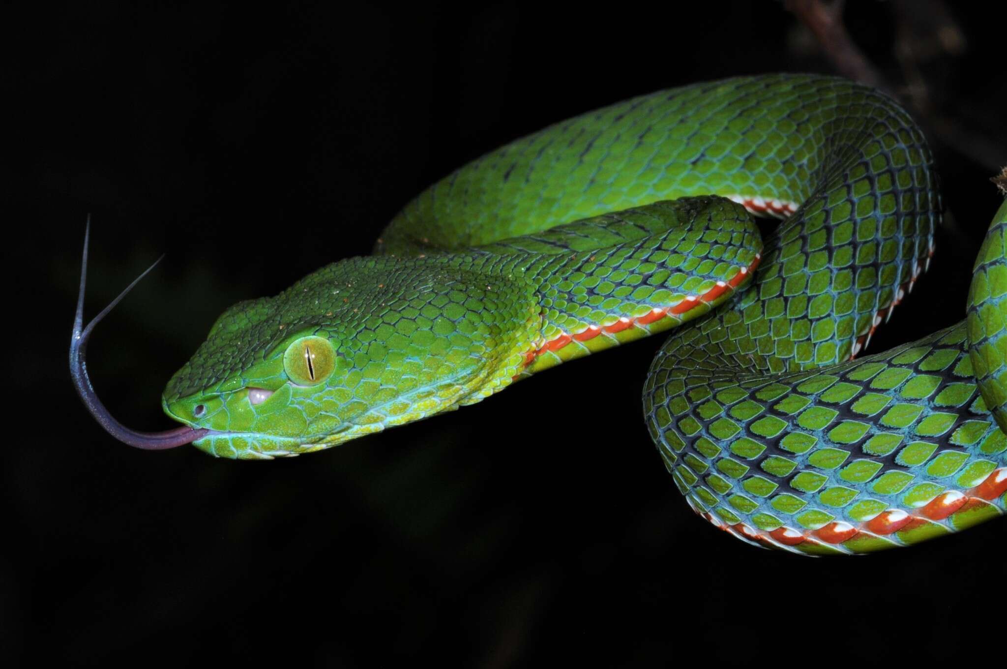 صورة <i>Trimeresurus sabahi fucatus</i>