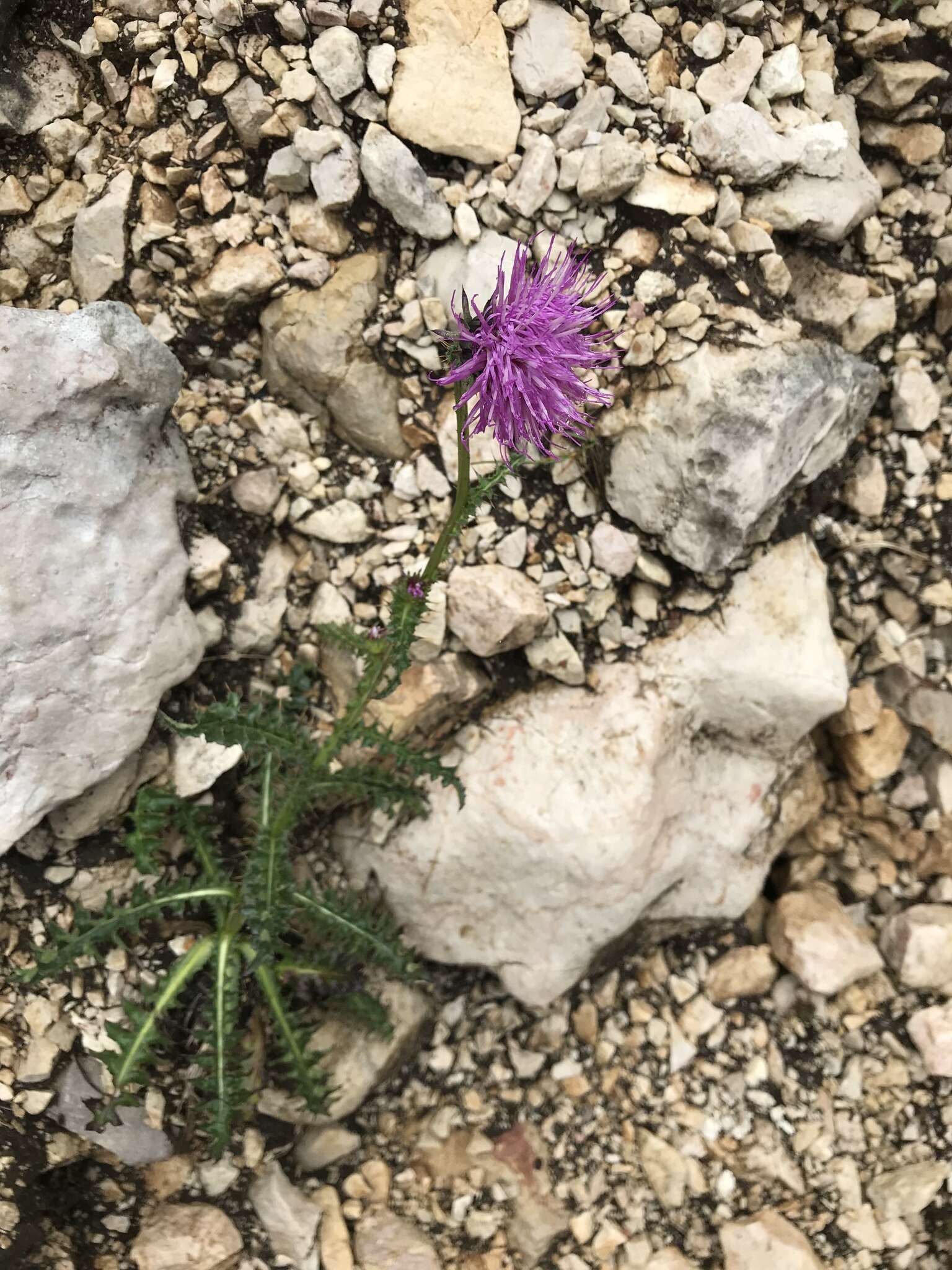 Image of alpine thistle