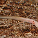 Image of Georgia Blind Salamander