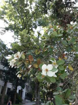 Слика од Eucryphia cordifolia Cav.