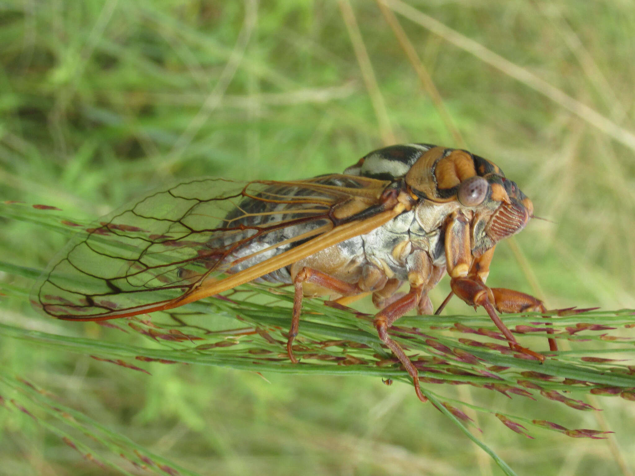 Image of Megatibicen tremulus (Cole 2008)