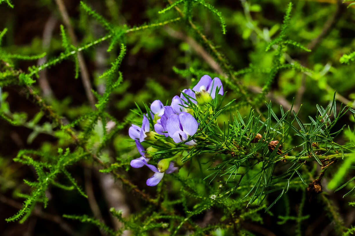 Plancia ëd Psoralea glabra E. Mey.