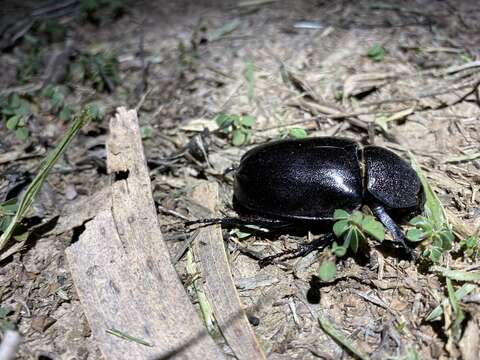 Image of <i>Xylotrupes <i>australicus</i></i> australicus