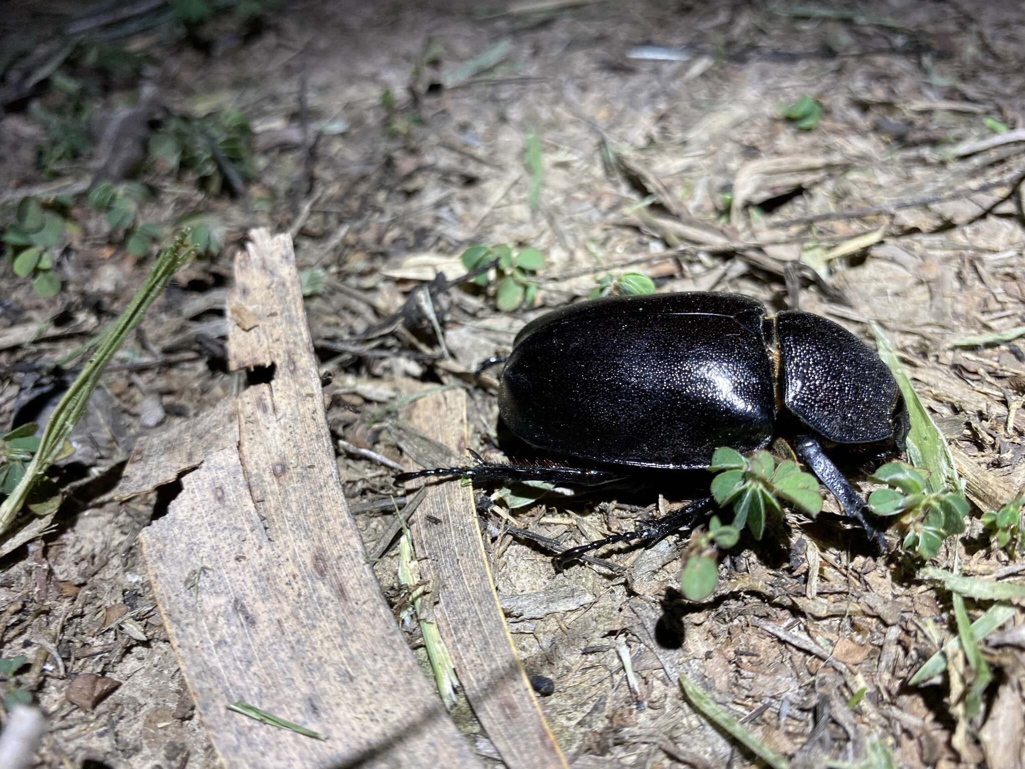 Image of <i>Xylotrupes <i>australicus</i></i> australicus