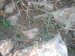 Image of Haworthia decipiens Poelln.