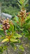 Image of Bejaria mathewsii Field. & Gardn.