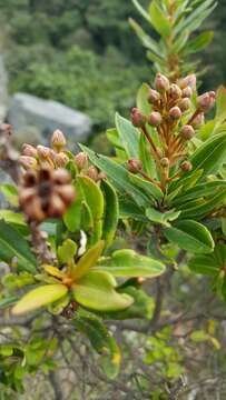 Image of Bejaria mathewsii Field. & Gardn.