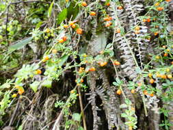 Image of Galium hypocarpium (L.) Endl. ex Griseb.