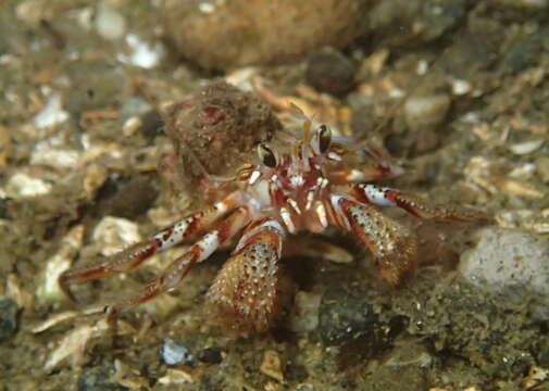 Image of armed hermit crab