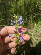 Image of Front Range beardtongue