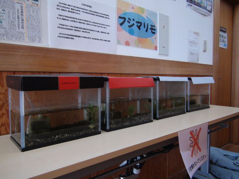 Image of Marimo (or ball seaweed)