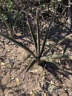 Image de Sansevieria aethiopica Thunb.