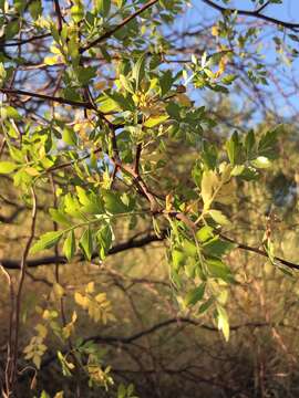 Image of Bursera laxiflora S. Wats.