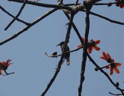 Image of Bearded Bee-eaters
