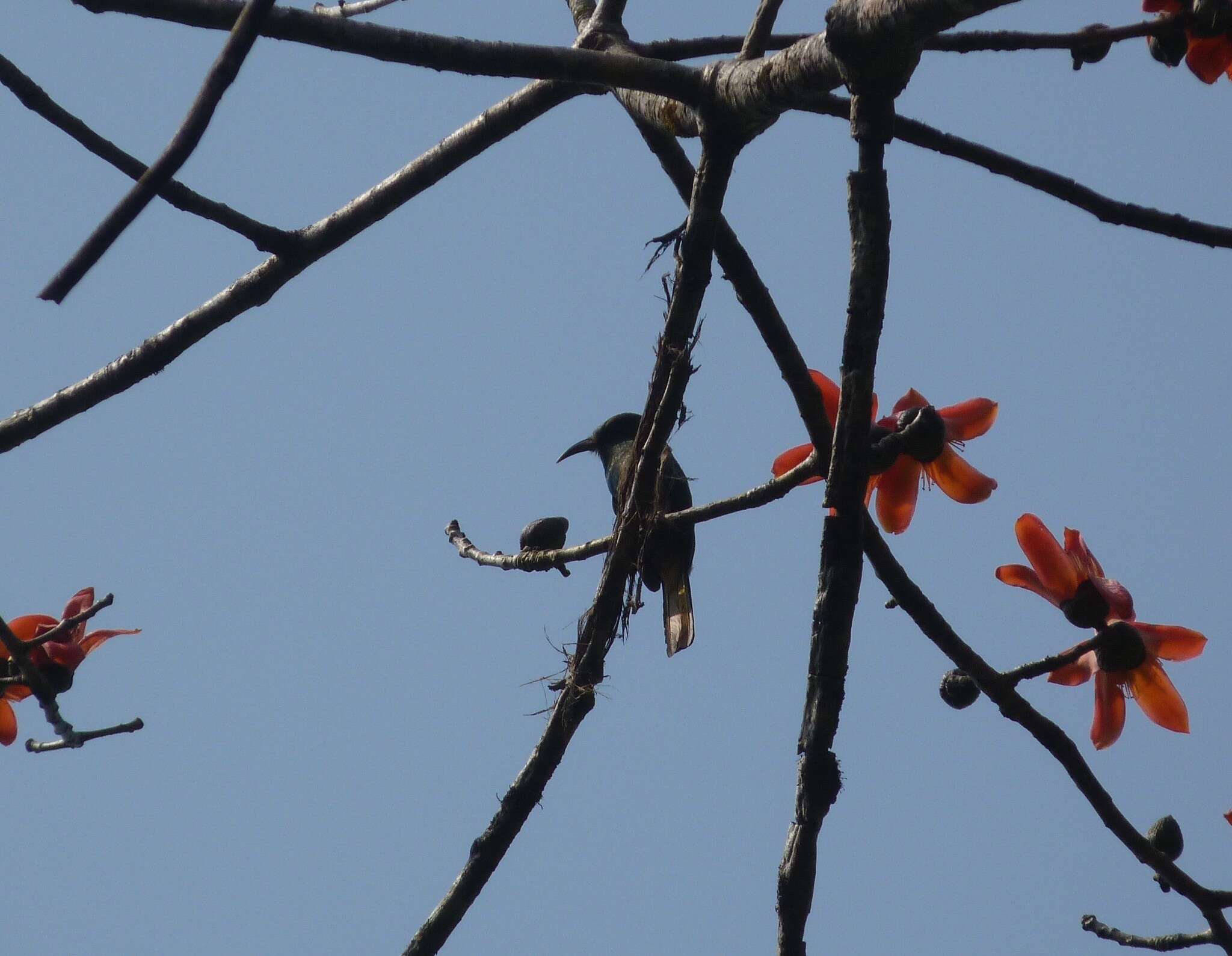 Image of Bearded Bee-eaters