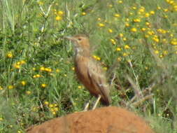 Imagem de Chersomanes Cabanis 1851