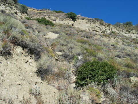 Image of San Luis purple sage