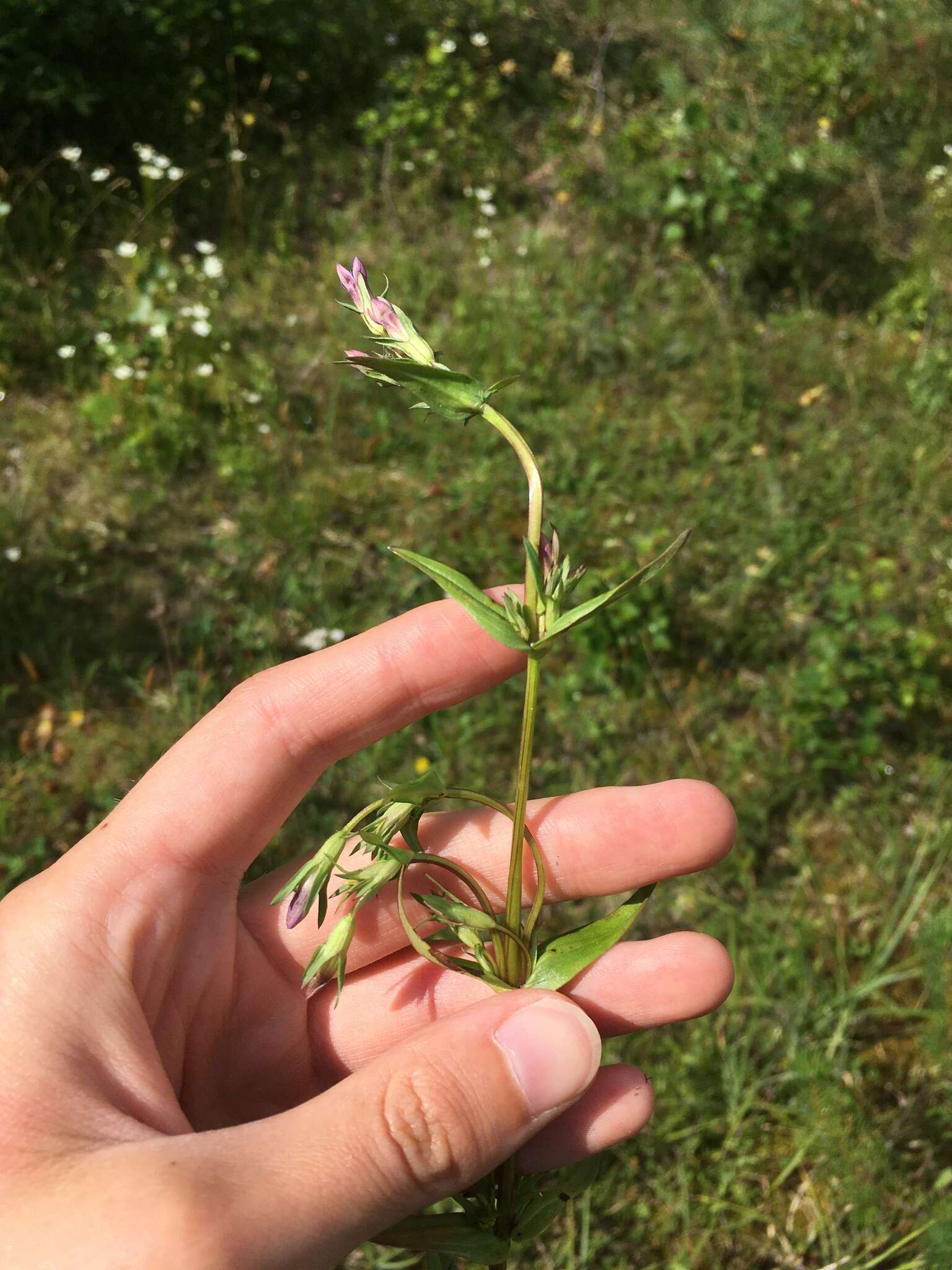 Image of Gentianella amarella var. lingulata (C. Agardh) T. Karlsson