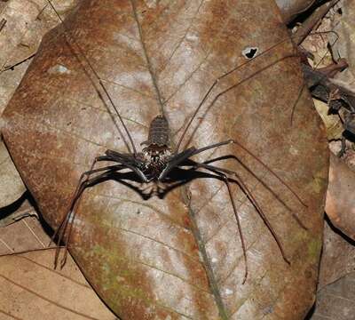 Imagem de Heterophrynus batesii (Butler 1873)