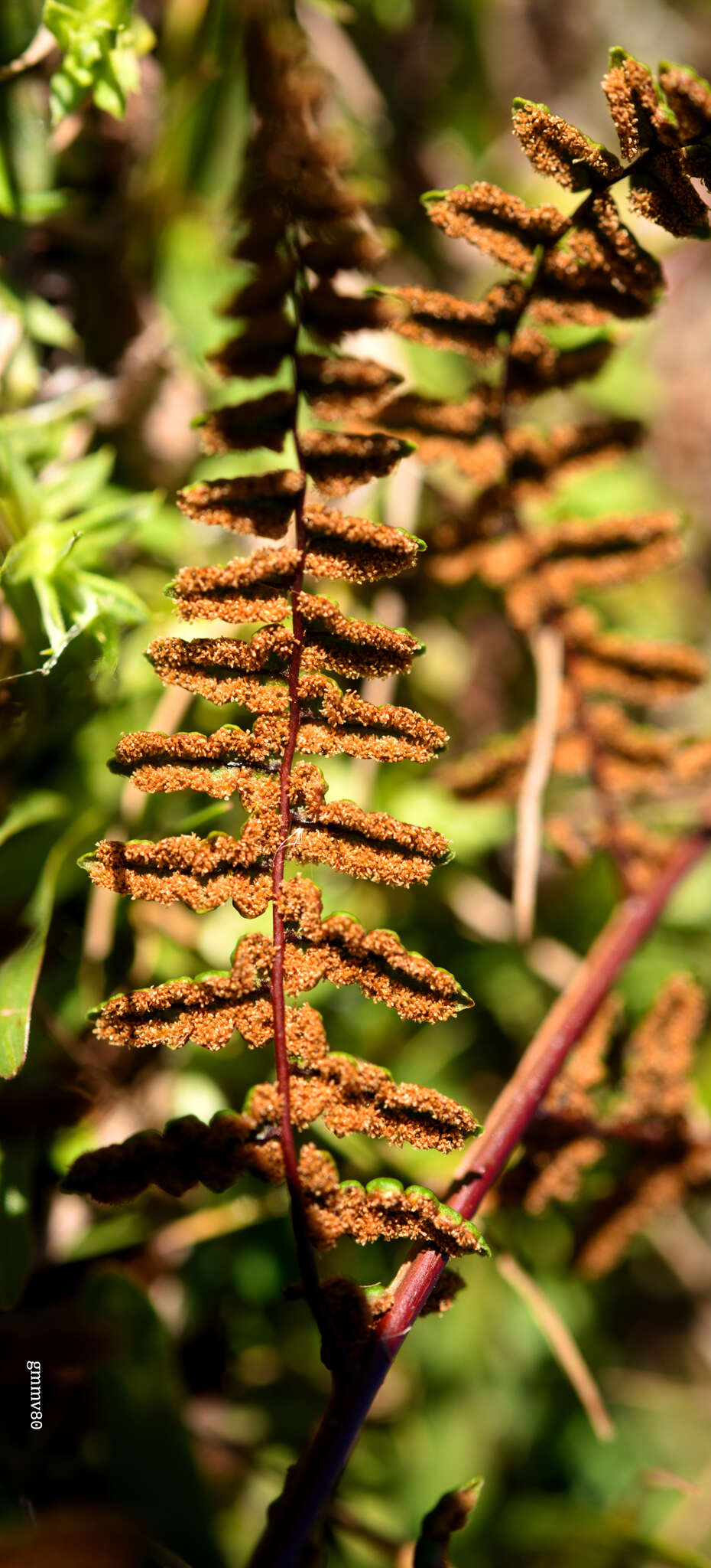 Image of Adiantopsis perfasciculata Sehnem