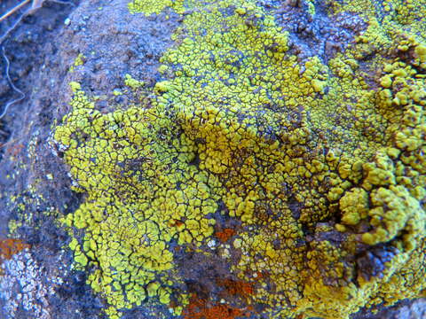 Image of cracked lichen