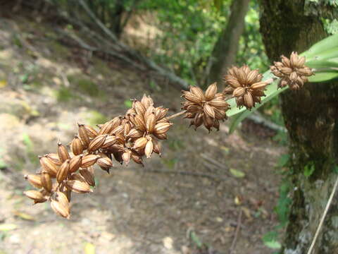 Imagem de Polystachya foliosa (Hook.) Rchb. fil.