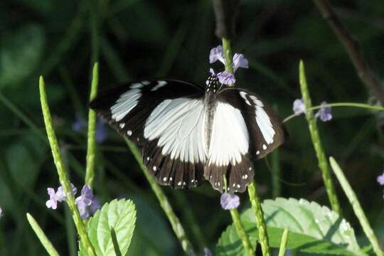 Image of <i>Papilio dardanus tibullus</i>