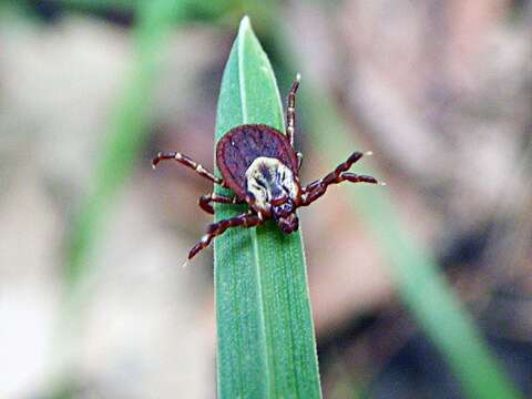 Image of American dog tick